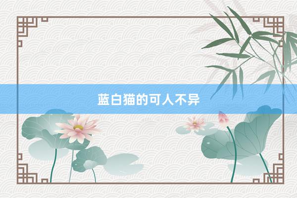 蓝白猫的可人不异